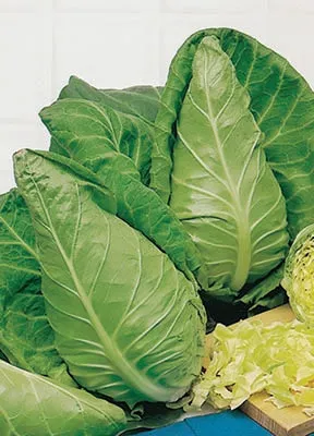 Cabbage Cape Spitz Seed