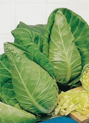 Cabbage Cape Spitz Seed