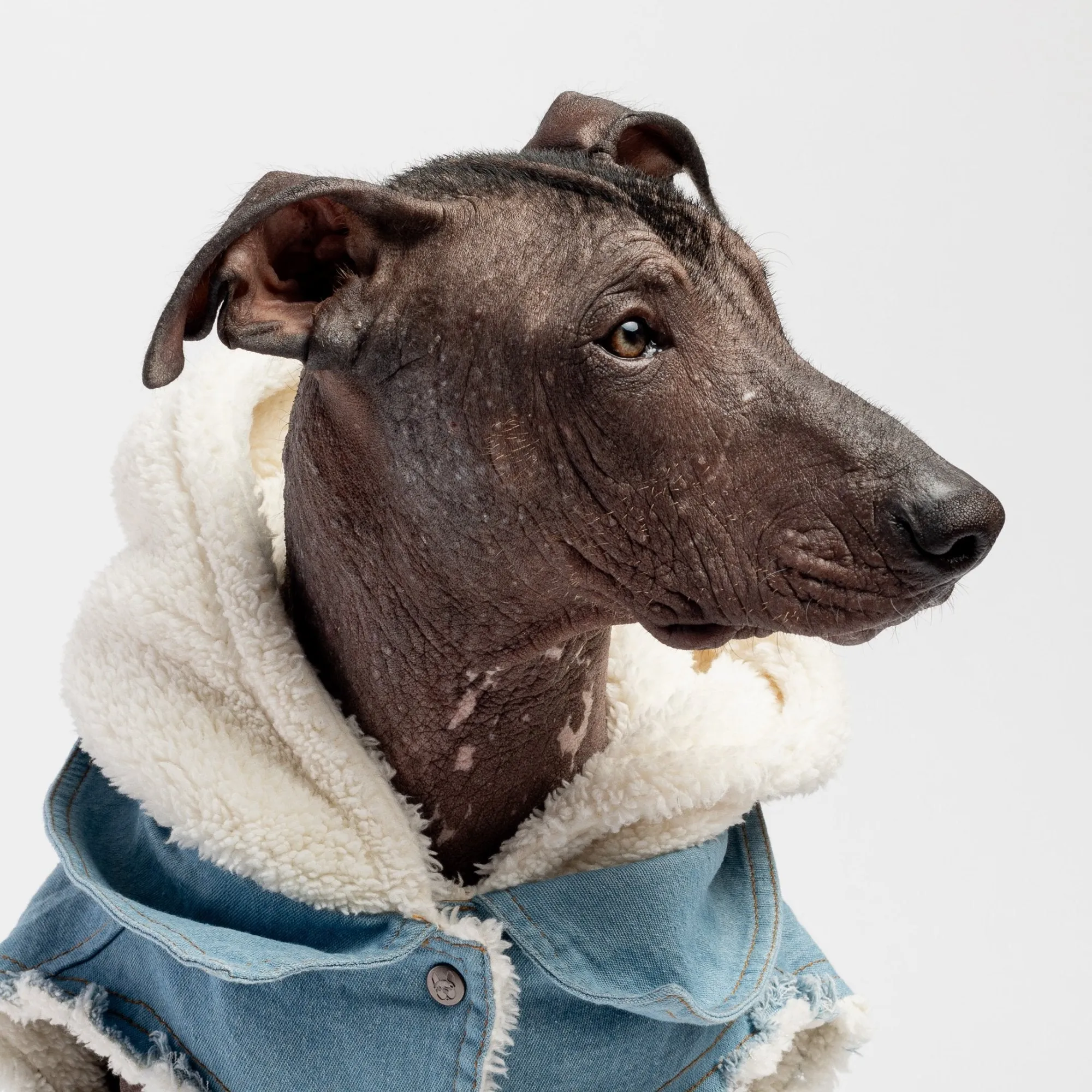 Justin - Denim Dog Jacket