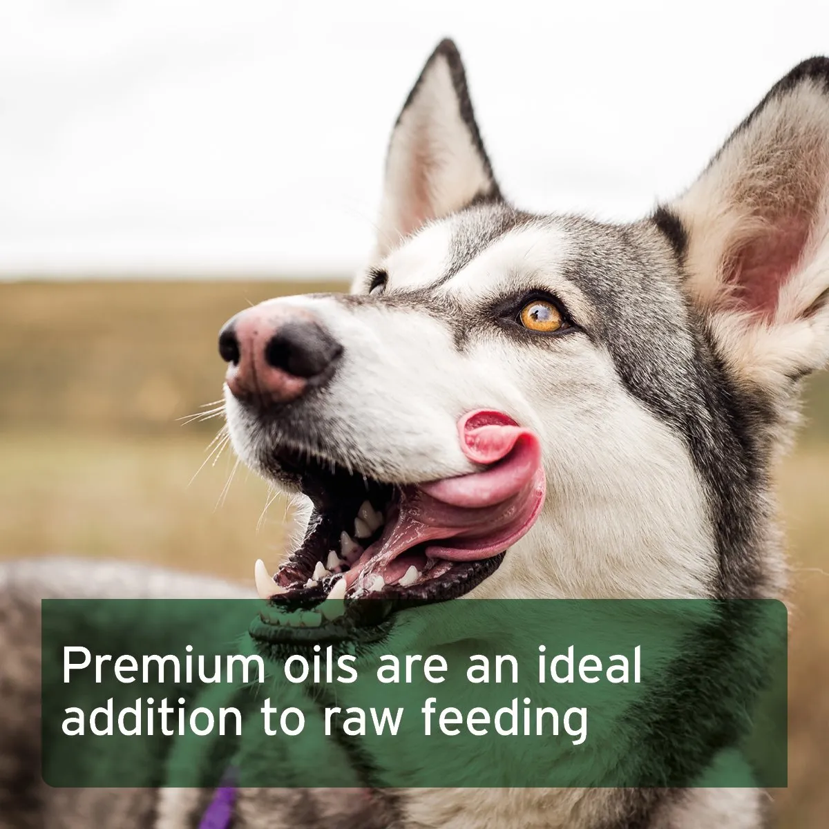 Premium Feed Oil for Dogs - available in 2 sizes